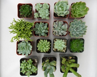 50 Succulents, Wedding Favors, Bouquets, Boutonnieres, Table Decor, Terrariums And More, Quality Plants Grown In Our Greenhouse