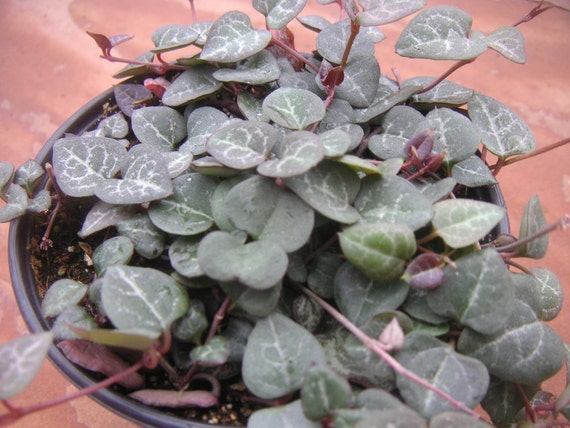 variegated string of hearts plant for sale