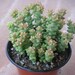 STRING OF BUTTONS, CRASSULA SUCCULENT