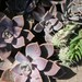 RESERVED For innagarten 40 Perle Von Nurnburg Echeveria Succulent, 4 Inch Pot