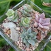 RESERVED For Natalie, Modern Succulent Terraium Centerpiece, 3 Succulents, Home Decor, Hostess Gift