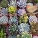RESERVED For Cait, An Assortment Of 50 QUALITY Succulents, Great For Wedding Favors, Ship Date August 31