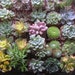 Succulents Galore, 12 Succulent Favors For Your Wedding, Baby Shower, Garden Party And Dish Garden