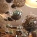 DIY, A Collection Of 9 Succulent Plants And 3 Glass Globes , Make Your Own Terrarium Christmas Gifts,, Urban Chic