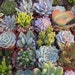A Collection Of 6 Succulent Plants, Great For Terrarium Projects, Centerpieces, Favors, Container Gardens