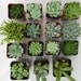 A Collection Of 6 Succulent Plants, Great For Terrarium Projects, Centerpieces, Container Gardens, Urban Chic