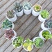 White Ceramic Succulent Centerpiece, Table Top Decor, Great For A Wedding, Garden Party Or Special Event