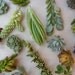 RESERVED FOR CMARTINEAU, 85 Succulent Cuttings, Ship Date July 25