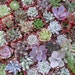 RESERVED For Bridget, A Collection Of 120 Succulent Plants, Great Wedding Decor And Favors, Ship Date September 27