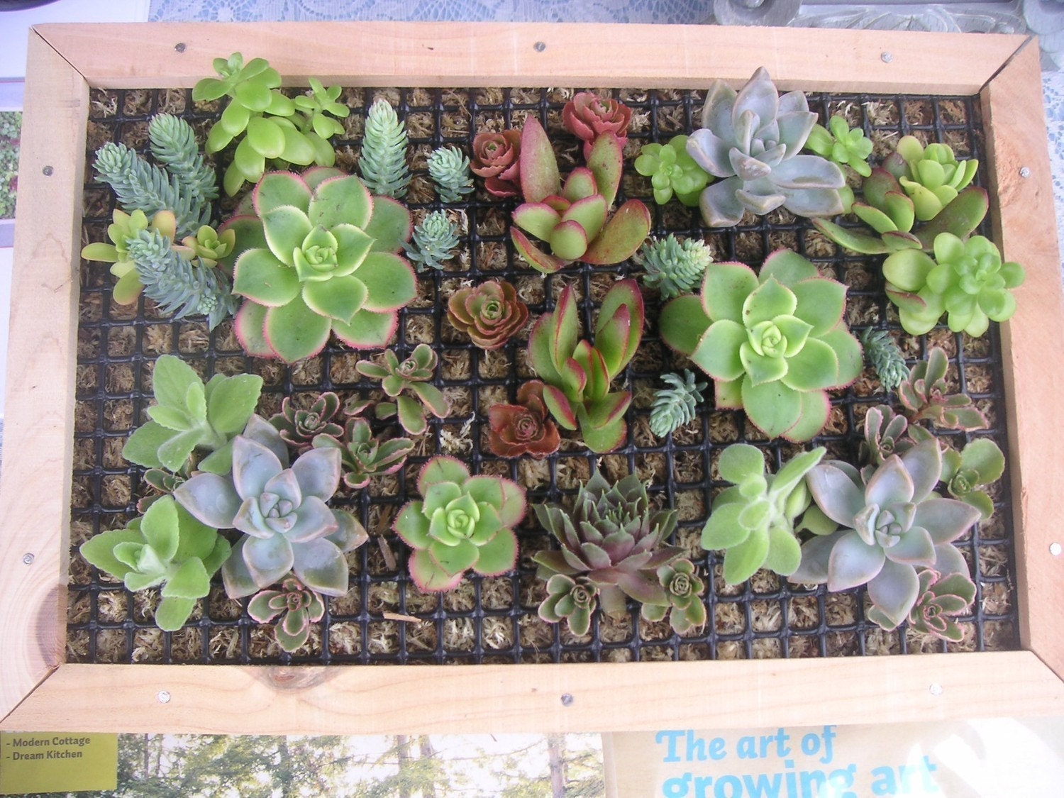 Large Succulent Living Wall Module Kit Design Your Own