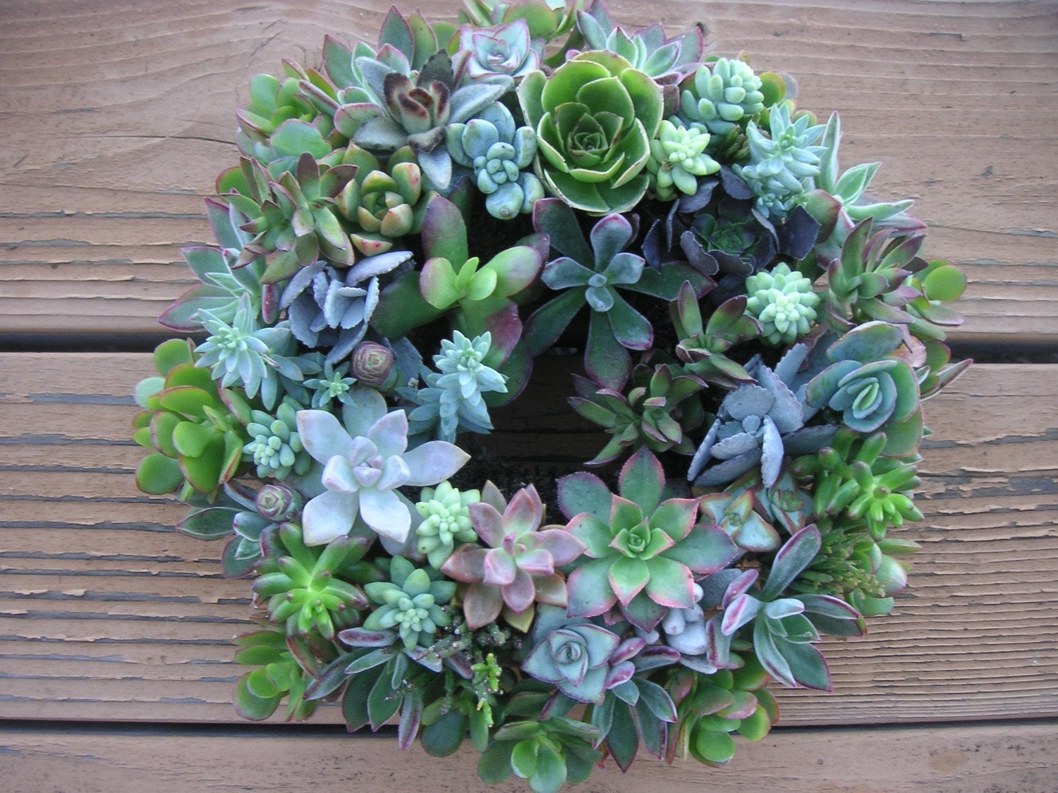 2 colorful living succulent centerpiece wreaths wedding 2 colorful living succulent centerpiece wreaths wedding