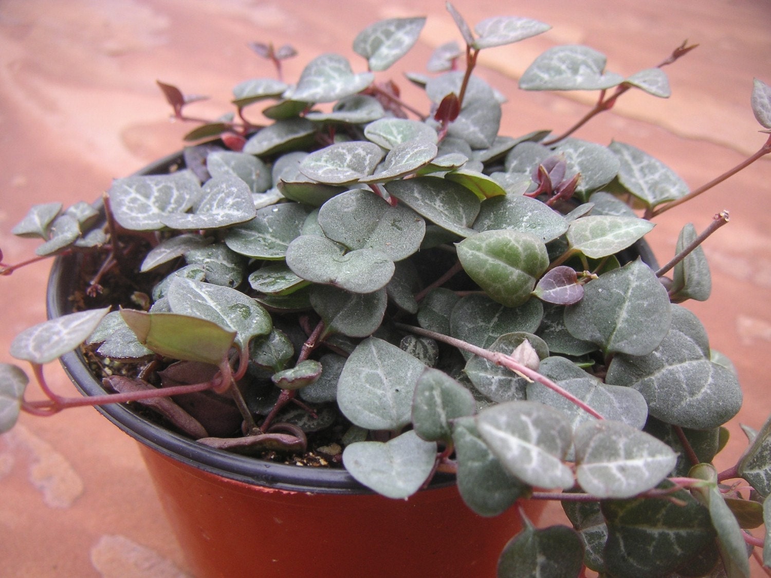 variegated string of hearts plant for sale