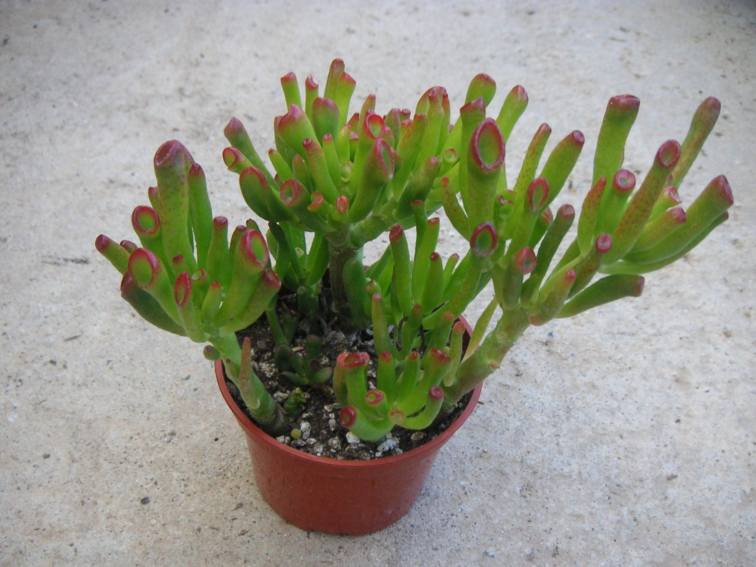 FINGER JADE SUCCULENT CRASSULA OVATA