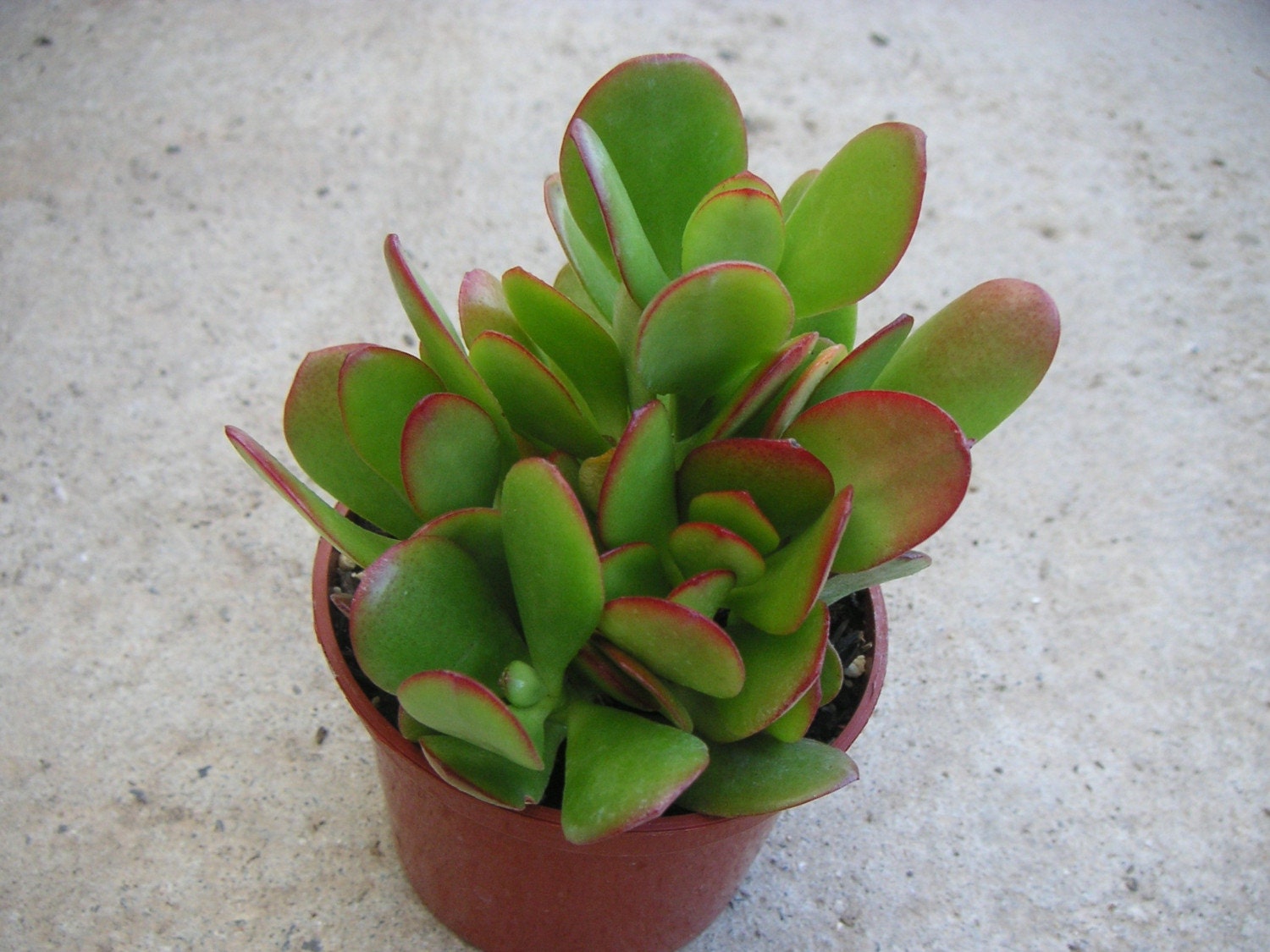 JADE PLANT CRASSULA OVATA SUCCULENT FRIENDSHIP TREE