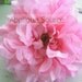 Large Silk Dahlia Flower Head - Pink SINGLE Flower