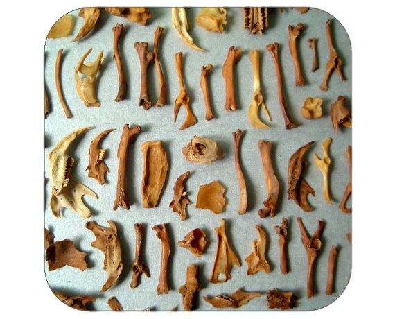 bone fragments