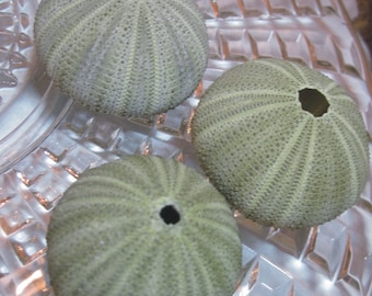 Green Sea Urchins - Unique Sea Creatures