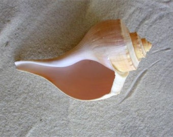 Whelk Seashell - Listen to the Seashore Beach - Approx. 4 - 4.5 inch