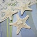 3 Mini Starfish - Knobby White Starfish Sea Stars