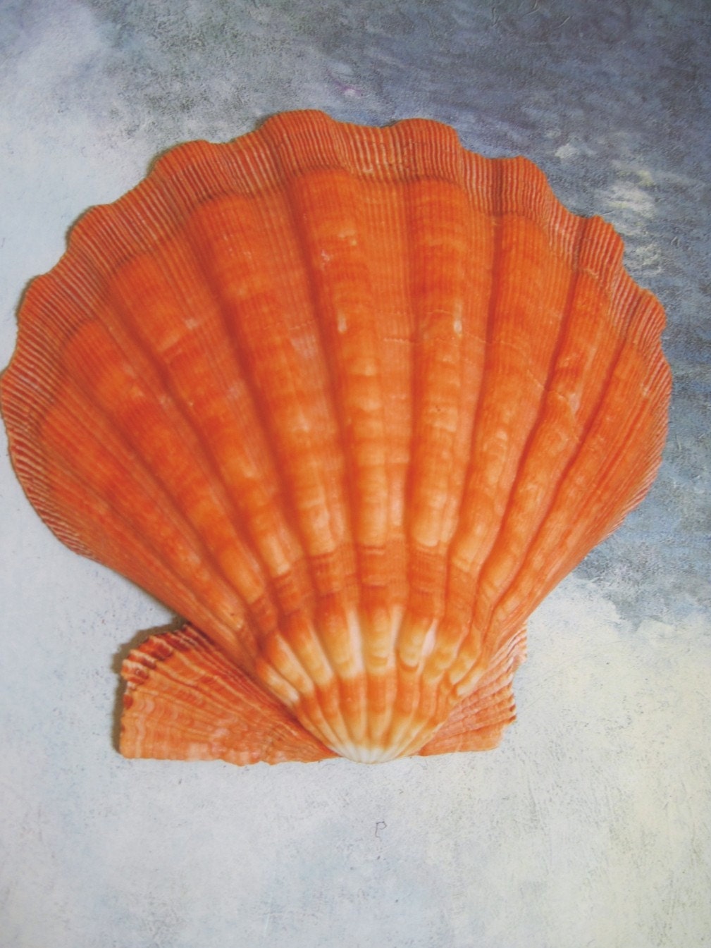 Large Sea Shell 437 Orange Lions Paw Scallop Shell