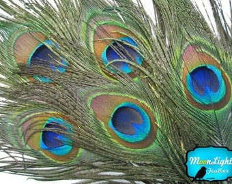 USA Natural Peacock Feathers, 10 Pieces - BIG NATURAL Peacock Tail Eye Feathers : 324