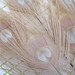 5 Pieces - IVORY Bleached and Dyed Tails with Full Eyes Peacock Feathers, 8 inches