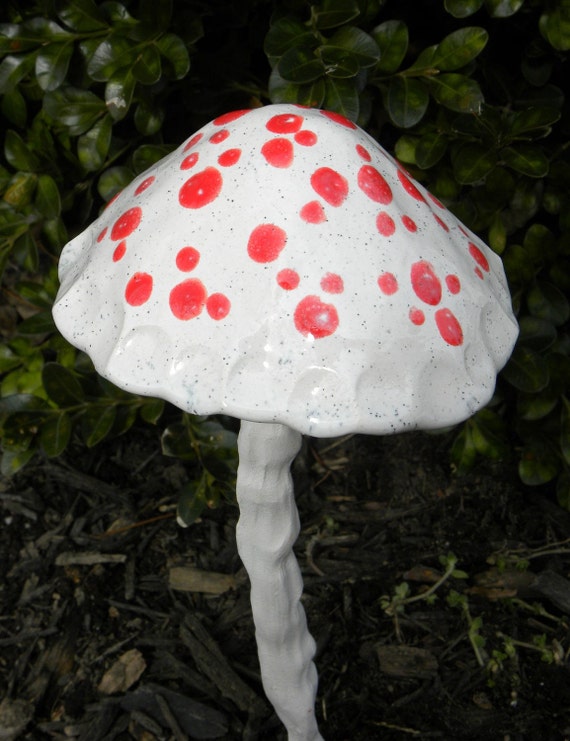 white spotted mushroom with red dots