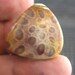 Indonesian Petrified Coral Freeform Designer Cabochon Nice