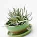 planter with dish in spring green