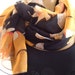 Last one..Big bold Magnolias....Gorgeous floral...Parisian Neck Tissu...Chiffon scarf
