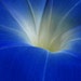 Inside Heaven-Heavenly Blue Morning Glory-4x6 Original Photograph