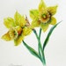 botanical daffodils Original Watercolor Painting realism flowers 9 x 12 fine art