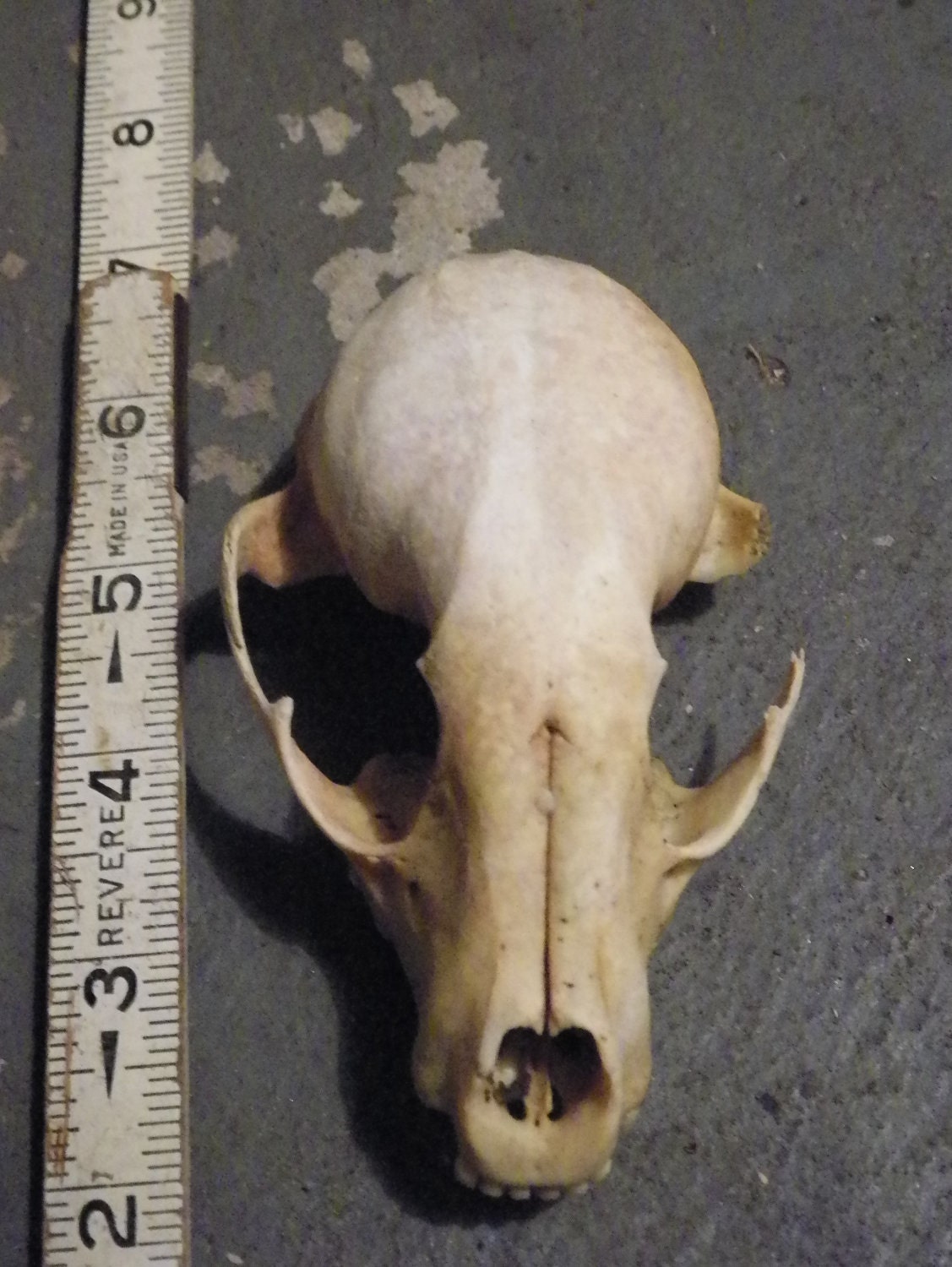 Small Animal Skull Identification Pictures