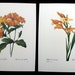 Set of 2 Orange Antique Botanical Flower Prints by P.J. Redoute