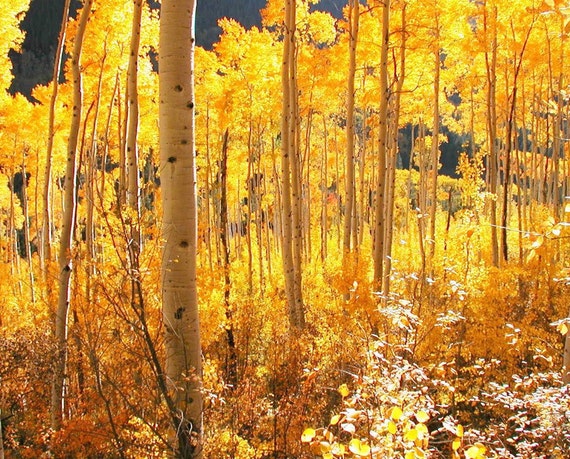 Items similar to High Country Gold Aspen Forest Aspen trees Golden ...