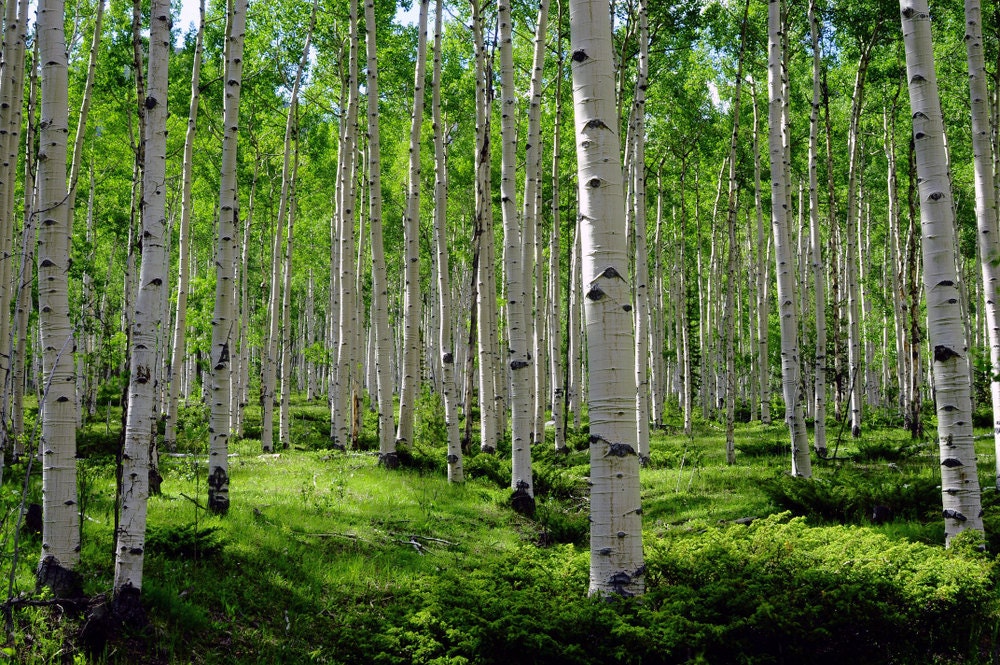 wallpaper woods tree birch green trees photo summer mountain art meadow Aspen photo