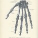Skeleton Bones, 1906, Antique Hand Atlas Anatomy Print, Bones of the Right Hand (110) Weird, Quirky, Creepy, Skeleton, Gruesome