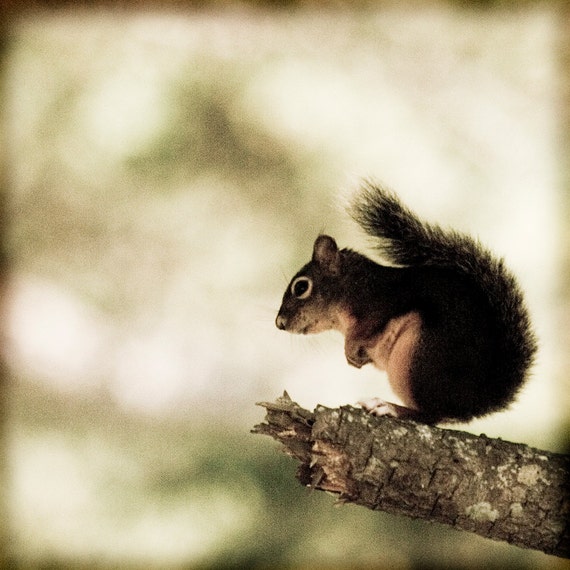 Items Similar To Squirrel Animal Photography - Photography Print ...