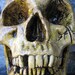 Half Aged Human Skull - With Lower Mandible and Battle Damage - Natural