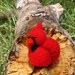 Red cardinal bird wool felted toy