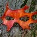 Orange Oak Leaf Handmade Leather Mask