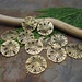 6 PC Antiqued Gold Sand Dollar Charms