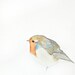 Hush Now - Limited Edition - Print 7/50 - 5x7 Giclee Print - Bird Watercolor Print