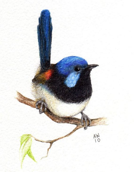 Variegated Fairy Wren Original pencil drawing