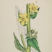 1866 Antique Botanical Flower Color Print Yellow Large flowered Mullein