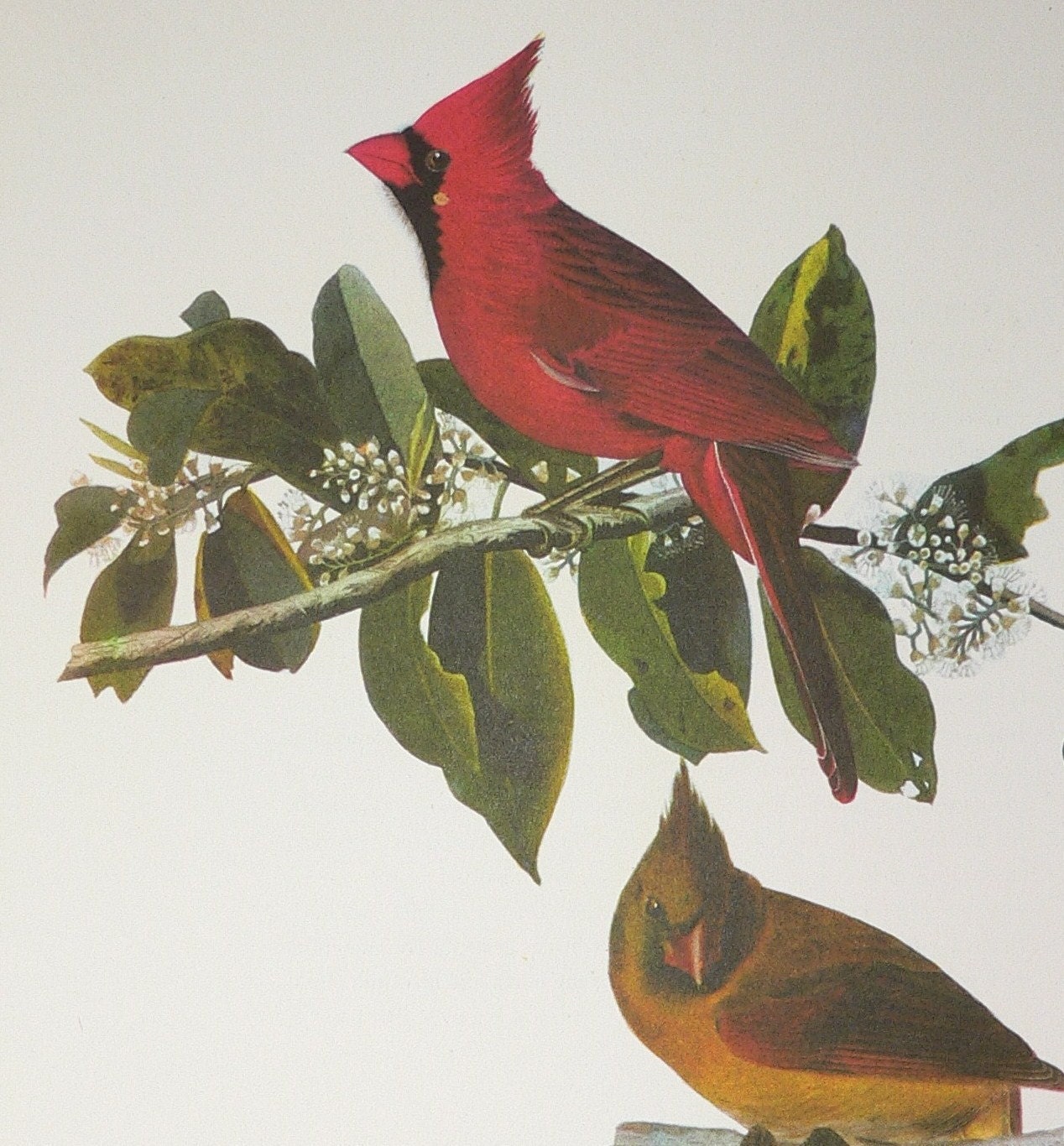 Cardinal Vintage Audubon Bird Print Ornithology