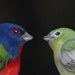 Handmade Painted Bunting Love Birds Cake Topper