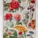 Vintage Full Color 1920s Floral Fine Art Prints of State Full Bloom Spring Summer Flowers 4 Paper Pages Total.