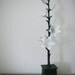 pair of flower finials