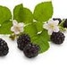 Blackberry vanilla scented, Handmade votive candle, scented candle (1)